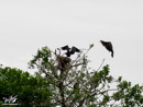 Cormorant – Kormoran